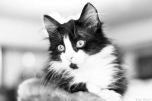 „Mr. Cat“