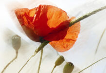 Дожди могут быть разными В книгу вошли рассказы о жизни в доме для престарелых