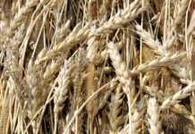 Кем быть? Очень хотелось Якобу на новом месте крестьянствовать.