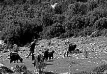 Из лесорубов в чабаны Новая жизнь и успокаивала, и беспокоила Якоба.