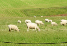 Уйти, чтобы остаться Овцеводство понравилось Якобу больше, чем валить лес.