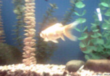 «И мир дышал, как рыба на песке, глотая твёрдый воздух обновленья» Аквариум – прозрачный, но в то же время загадочный мир.