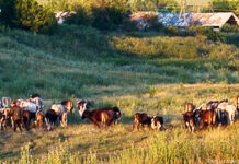 Целина второго эшелона На окраине Шуркункуля.