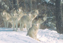 Возрождение ночного, или «новые» крестьянские дети Волчья стая в ожидании жертвы.