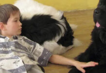 Возможность стать смелее и общительнее Собаки заполняют пустоту, помогают детям жить с улыбкой.