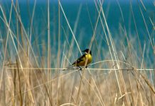 Фестиваль «Крылья Алаколя» Фестиваль «Крылья Алаколя»