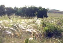 SprachWanderCamp в Казахстане SprachWanderCamp