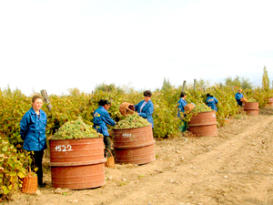 Виноград созревает в исключительно благоприятных агроклиматических условиях, его поставка на заводы осуществляется сразу после сбора урожая. | Фото: Голд Продукт