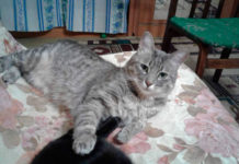 Не проходите мимо беззащитного животного