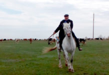 Николай Шерер – всегда на коне На белом коне - лучшая прогулка.