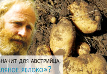 СЛОВООБРАЗОВАНИЕ: «Земляное яблоко»