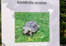 Внимание: черепаха!