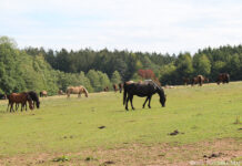 Кумыс в Германии: немецкое качество и казахские традиции