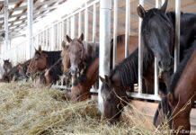 Saumal. По Млечному пути