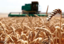 Модель экономического развития сельских территорий Казахстана