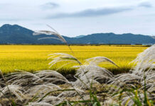 Космомониторинг сельхозземель усовершенствуют в Казахстане