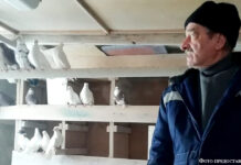 Любовь и голуби Абта