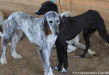 Тазы – лучшие из лучших