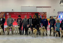 «Тазы – исконно казахская порода» – предварительное признание FCI