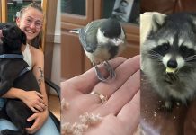 От синички до енота: DAZ как зоопарк