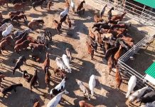 Немецкое качество – казахстанское молоко