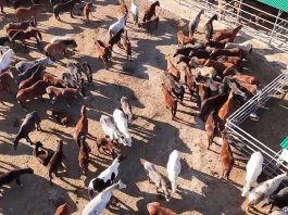 Немецкое качество – казахстанское молоко