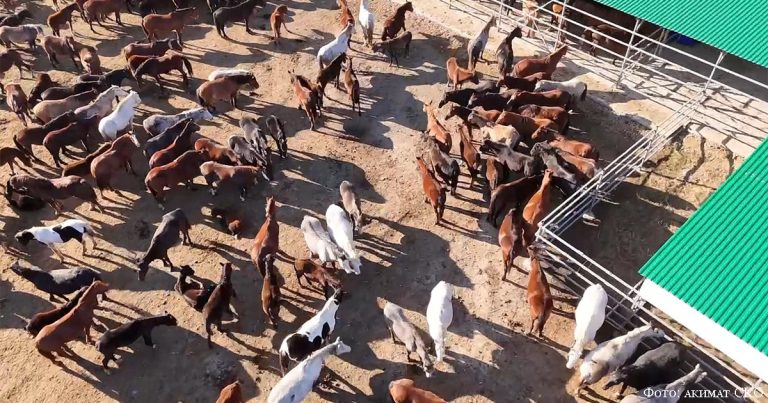 Немецкое качество – казахстанское молоко