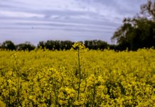 «Нефтяного поля» цвет