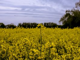 «Нефтяного поля» цвет