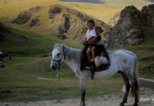 Wenn die Herde zieht