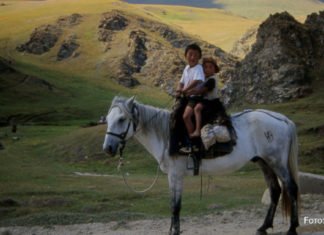 Wenn die Herde zieht