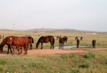 Zeit und Zeitlichkeit