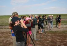 Vogelbeobachtung für Anfänger