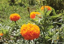 Eine grüne Oase mitten in der Stadt