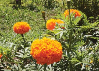 Eine grüne Oase mitten in der Stadt