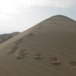 Auf dem Gipfel der D&uuml;ne.