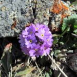 Primula algida oder Milchprimel.
