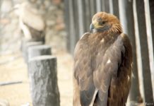 Kasachisches Nationaltier in Gefahr?