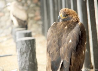 Kasachisches Nationaltier in Gefahr?