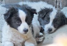 Engagement für Vierbeiner