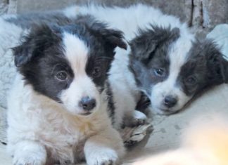 Engagement für Vierbeiner