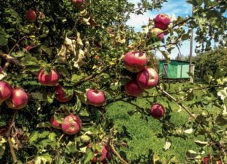 Es war einmal eine Stadt der Äpfel