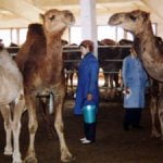 Kamele geben drei Mal am Tag zwei bis drei Liter Milch.