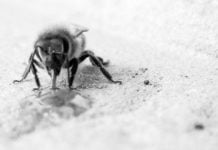 Schwitzen für einen besseren Honig