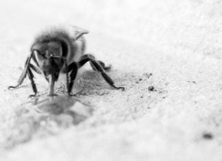 Schwitzen für einen besseren Honig