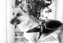 Perspektiven eines Schäferhundes in Almaty