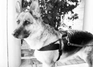 Perspektiven eines Schäferhundes in Almaty