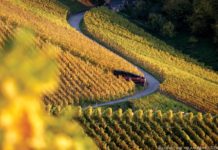 Wein ist eine Liebeserklärung aus der Natur