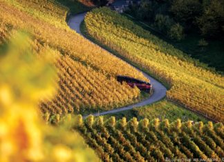 Wein ist eine Liebeserklärung aus der Natur