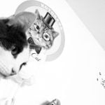 &bdquo;Mr. Cat&ldquo;